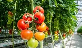 Jak uprawiać pomidory w szklarni?