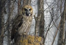 Na czym polega hybryda w Fordzie Puma?