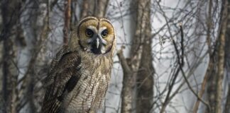 Na czym polega hybryda w Fordzie Puma?