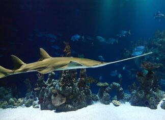 Jaką piłę Ukosową kupić?