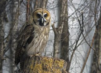 Ile mniej pali hybryda? Ile mniej pali hybryda?