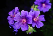 Co zrobić z pelargoniami na zimę?