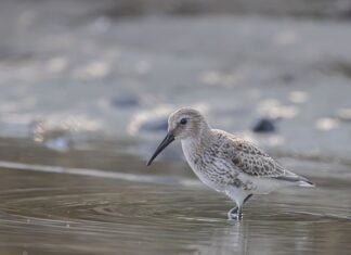 Jak uszczelnić brodzik przy podłodze?