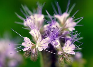 Ile miodu z 1 ha facelii?