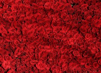 Czym się różni Audi Q5 od Audi Q3?