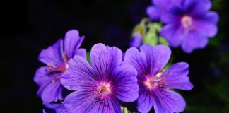 Jak sadzić pelargonie w skrzynkach balkonowych?