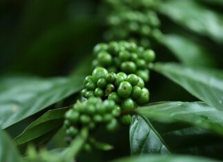 Co opłaca się uprawiać na działce?