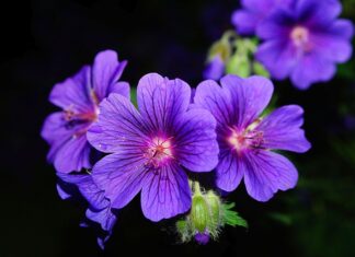 Czym podlewać pelargonie żeby pięknie kwitły?