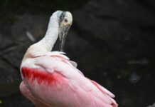 Jak Wygładzić deskę?