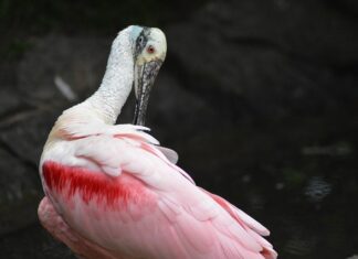 Jak Wygładzić deskę?