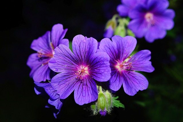 Co lubią pelargonie?