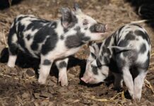 Jaka oszczędna słuchawka prysznicowa?