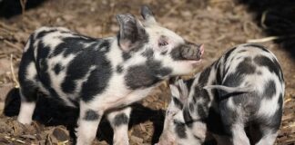 Jaka oszczędna słuchawka prysznicowa?