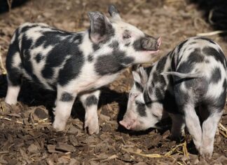 Jaka oszczędna słuchawka prysznicowa?