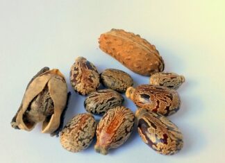 Ile kosztuje wymiana oleju w kosiarce?