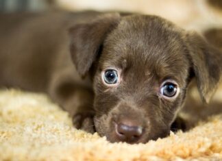 Czy pumy żyją w stadach?