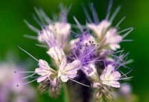 Ile kosztuje 1 kg facelii?